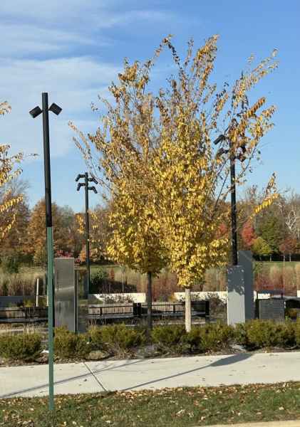 Westerville Veterans Memorial Poles