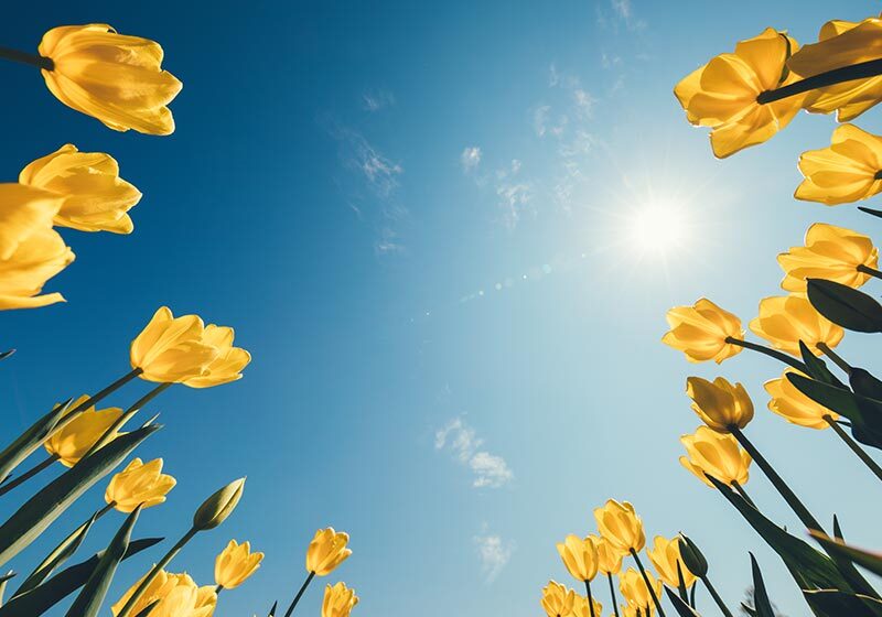 looking up at the sky and sun surrounded by yellow flowers