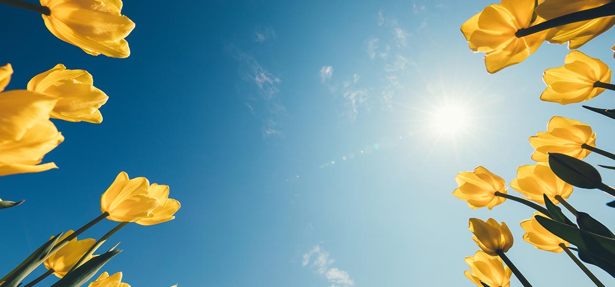 Ligman Solar A photo of the sun against a bright blue sky and framed by yellow tulips